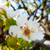 梨の花とアリ