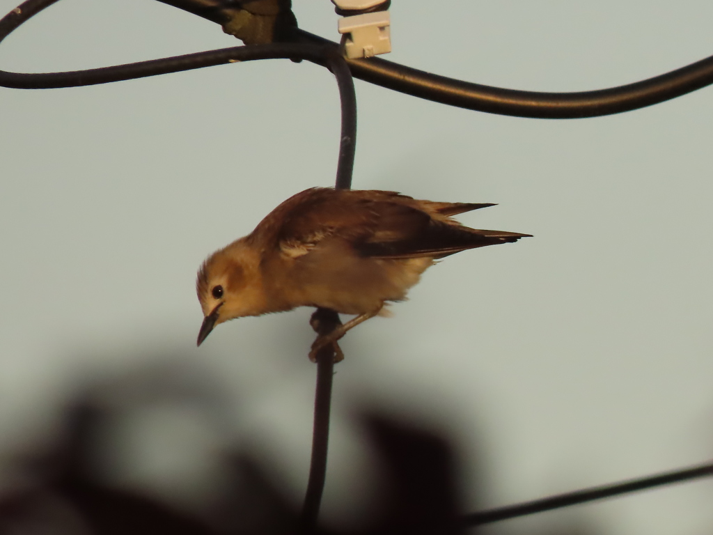 野鳥の名前がわからない！