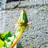この逞しさ、私にも必要？