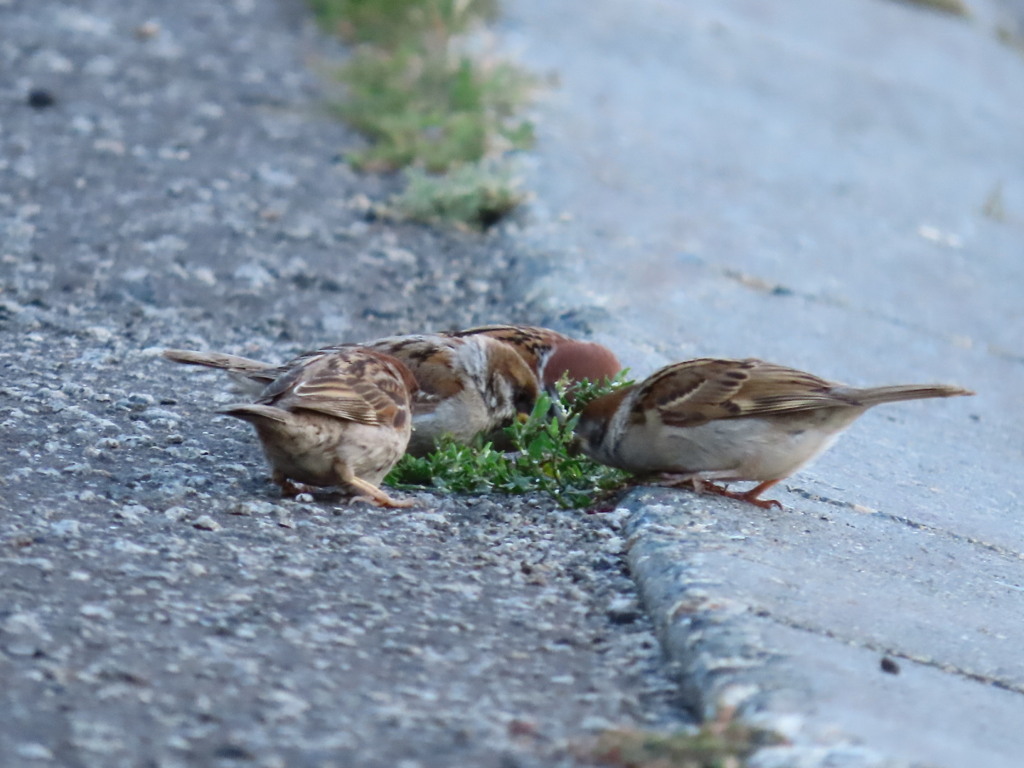 雀3密夕食タイム。