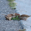 雀3密夕食タイム。