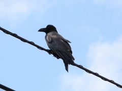 子カラス巣立ち？