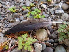 落ちてました！