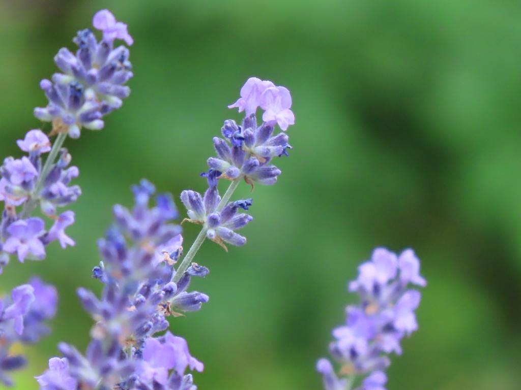 ラベンダー撮って帰って来ました。