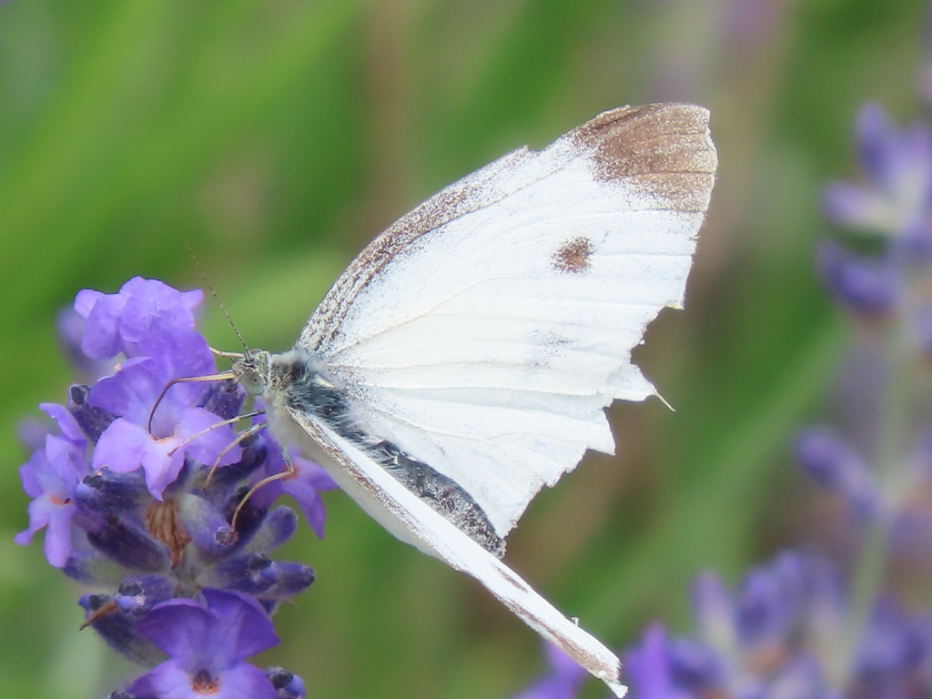 モンシロチョウ