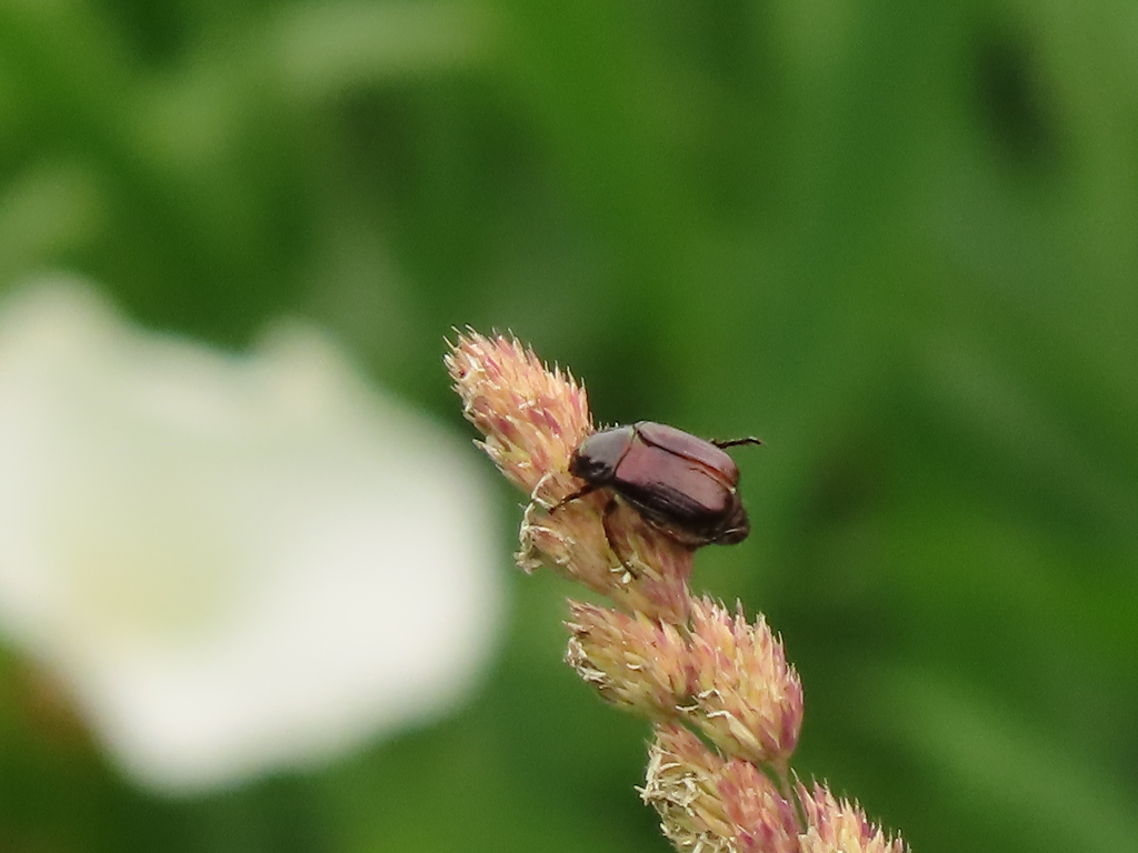 この虫、なんだ？？