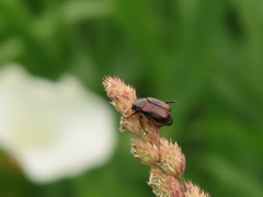 この虫、なんだ？？