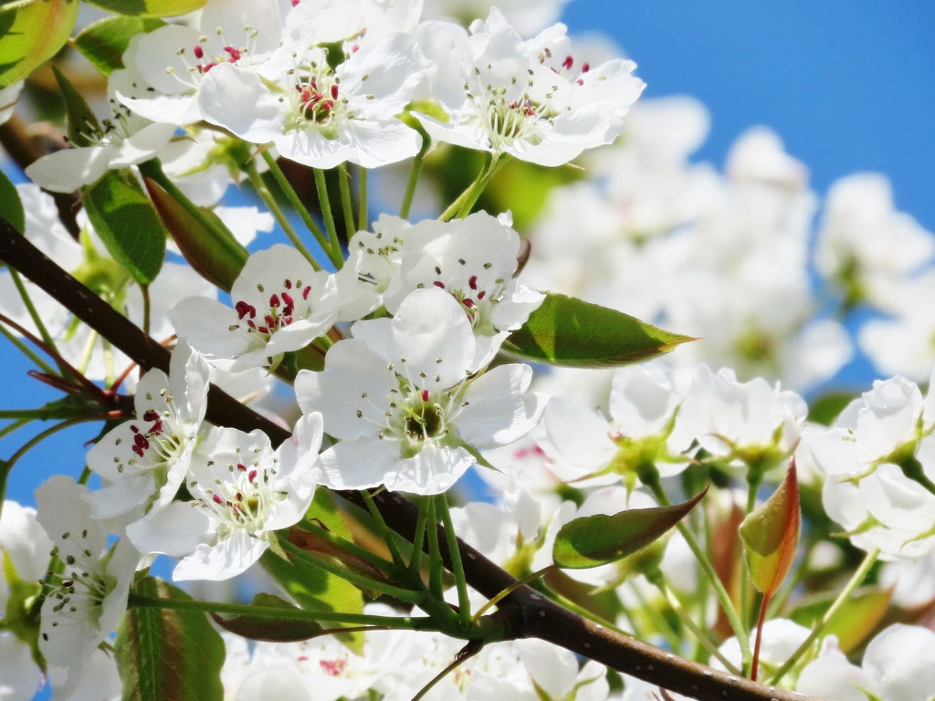 梨の花