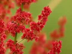 主役はアリさん？！