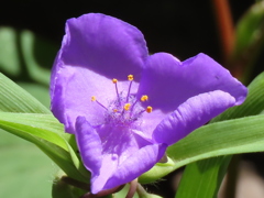 ムラサキツユクサ