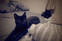 ベッドは僕らのもの