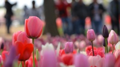 愛の芽生え