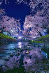 岩倉五条川夜桜桜並木