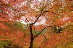 秋の香嵐渓