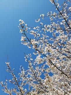 空の青と桜