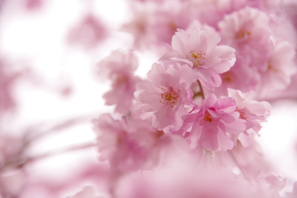 お花見