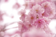 お花見