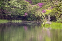朝の湖面と緑