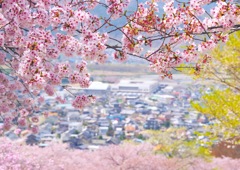 天狗山の桜