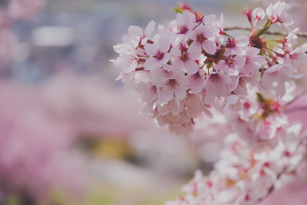 天狗山の桜