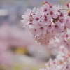 天狗山の桜