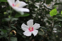 近所に咲いてた白い花