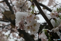 雪桜