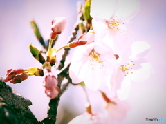桜 その4