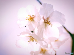 桜 その3