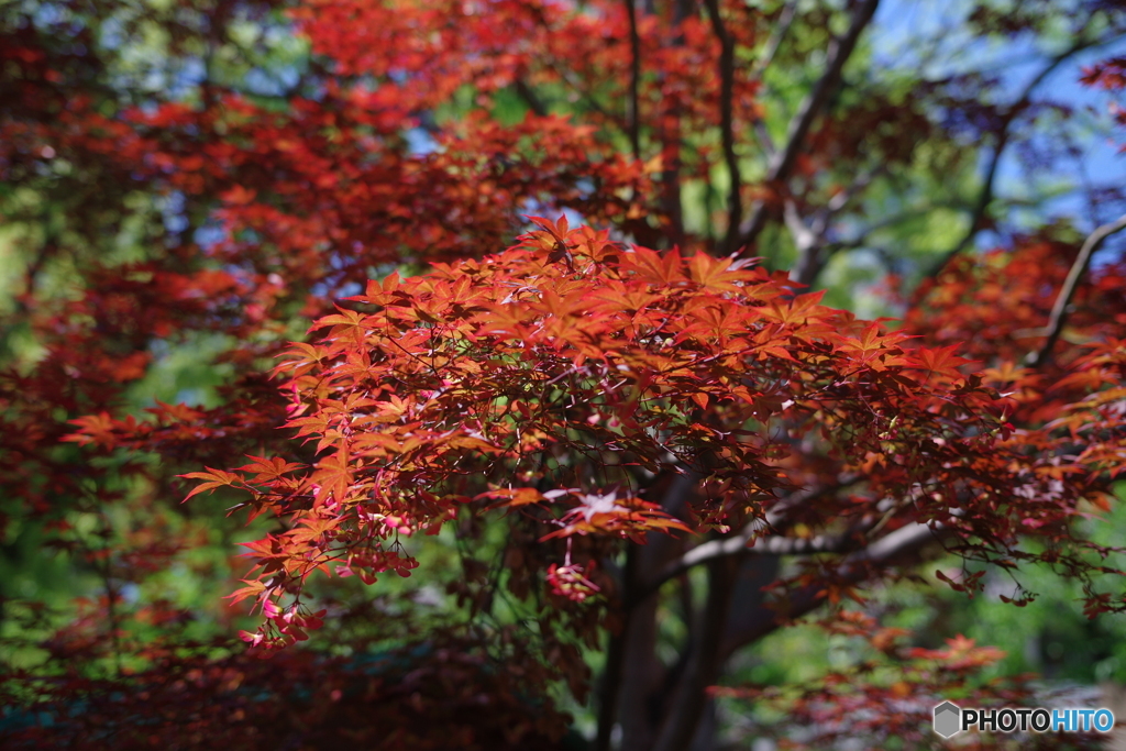 春紅葉⑥