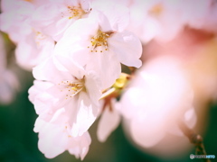 桜 その1