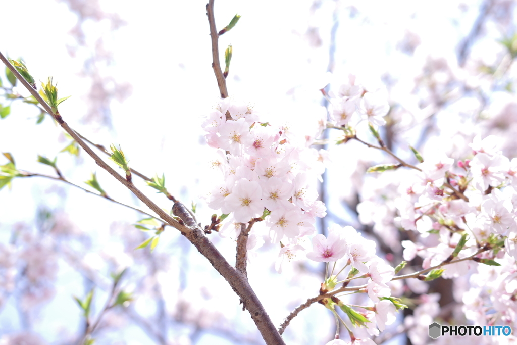 桜
