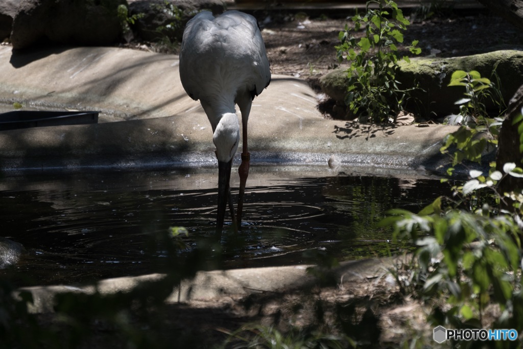 天王寺動物園 その3 コウノトリ