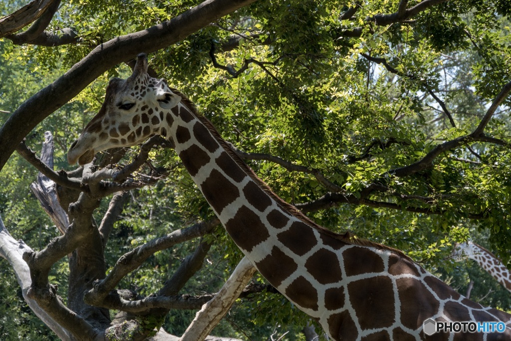 天王寺動物園 その7 キリンさん