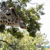 天王寺動物園 その8 キリンさん2