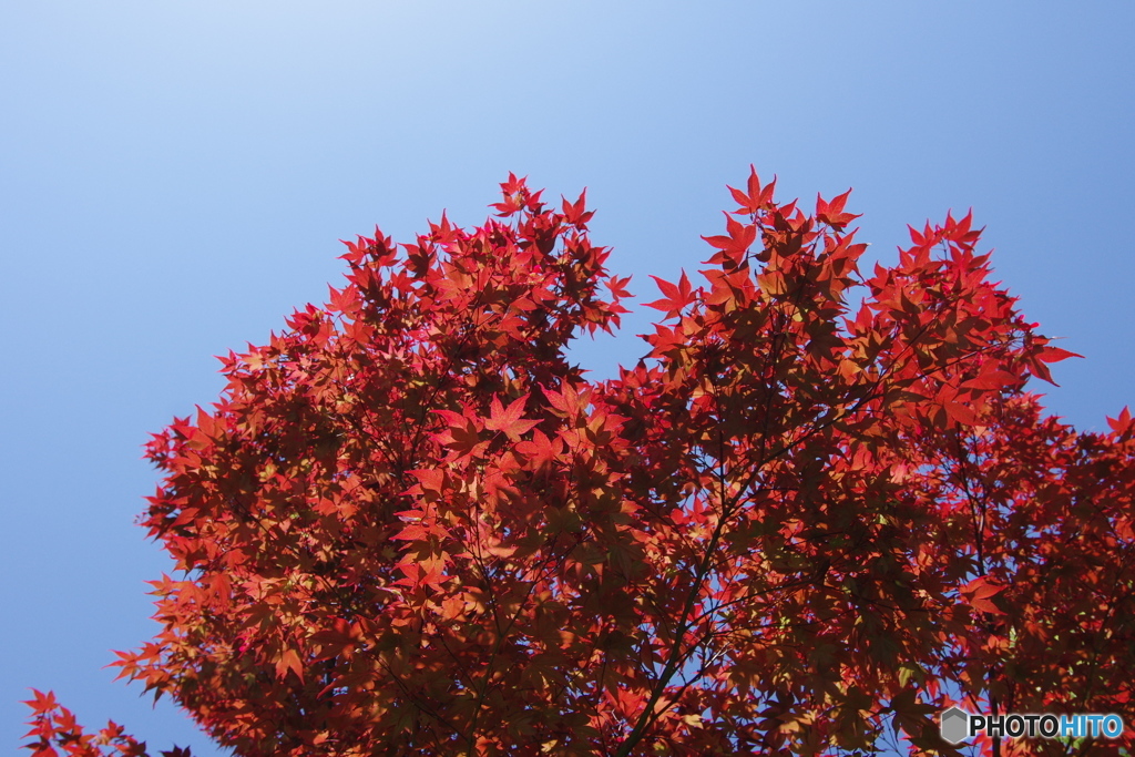 春紅葉④