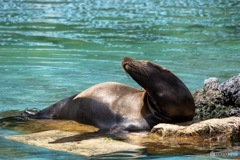 天王寺動物園 その17 寝ぼけて・・・