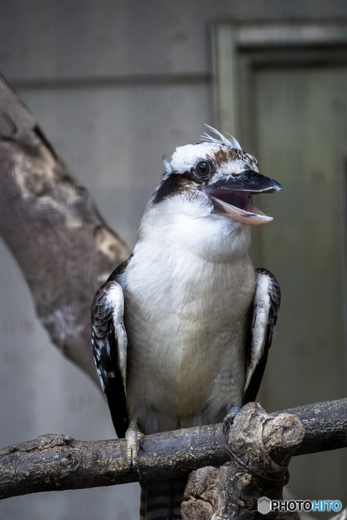 天王寺動物園 その16 わろてんか？