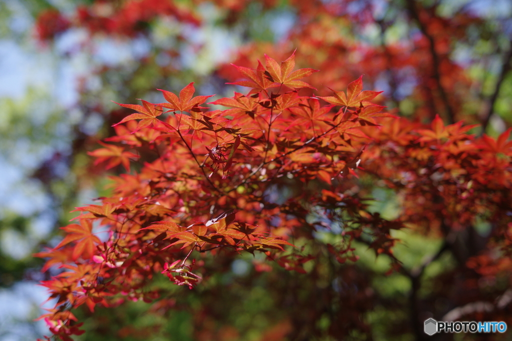 春紅葉⑦