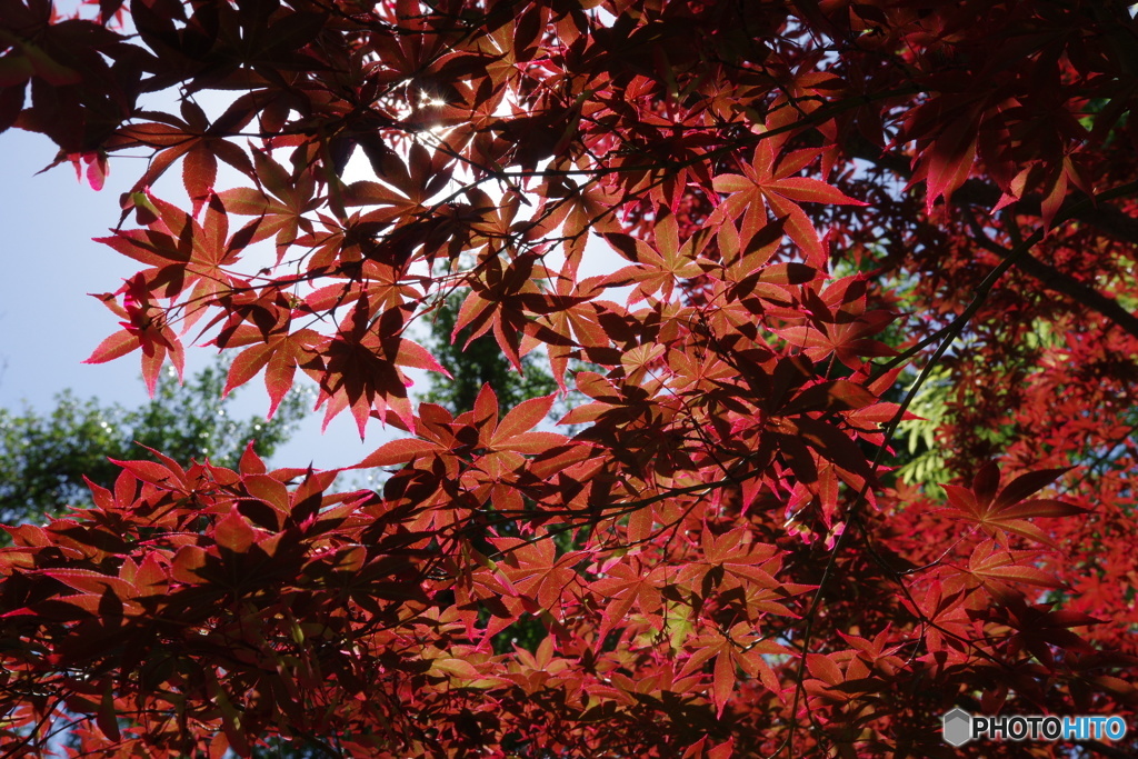 春紅葉②