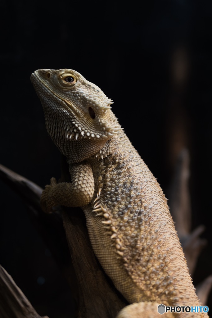 天王寺動物園 その11 目立つ？