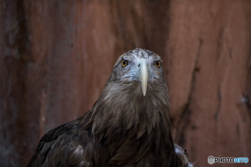 天王寺動物園 その5  凛々しくあれ
