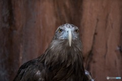 天王寺動物園 その5  凛々しくあれ