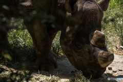 天王寺動物園 その15 食事中