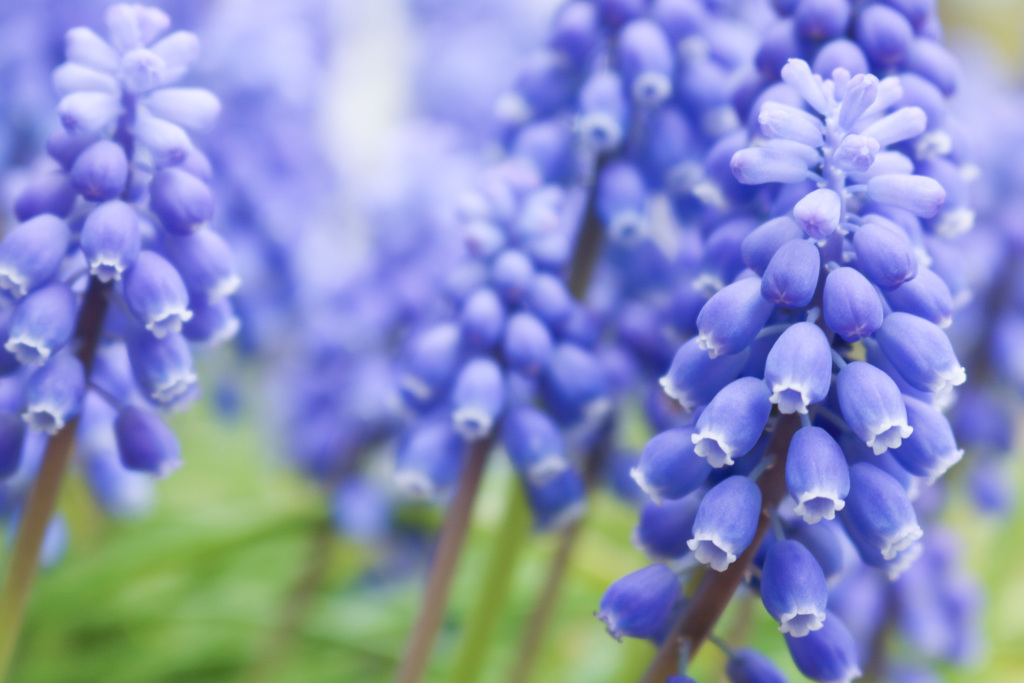 小さな花の素晴らしさ