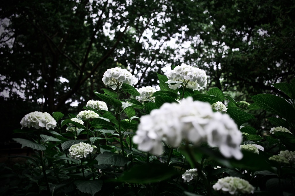 濃淡