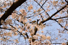 春 桜と雀