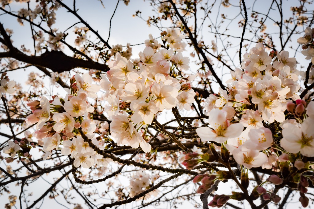 桜