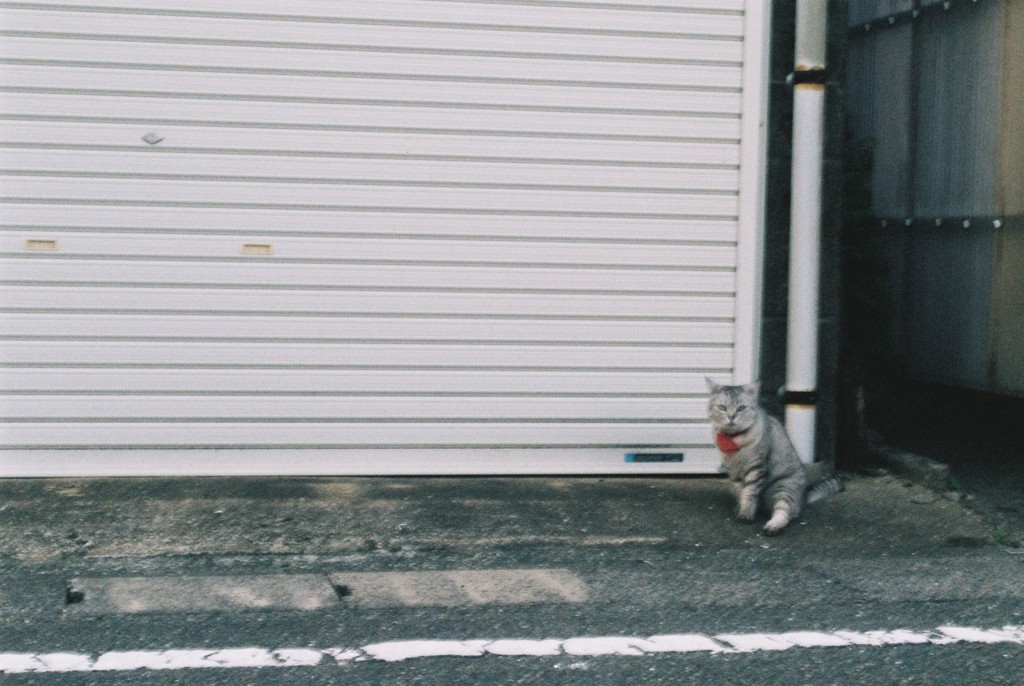 ねこ。