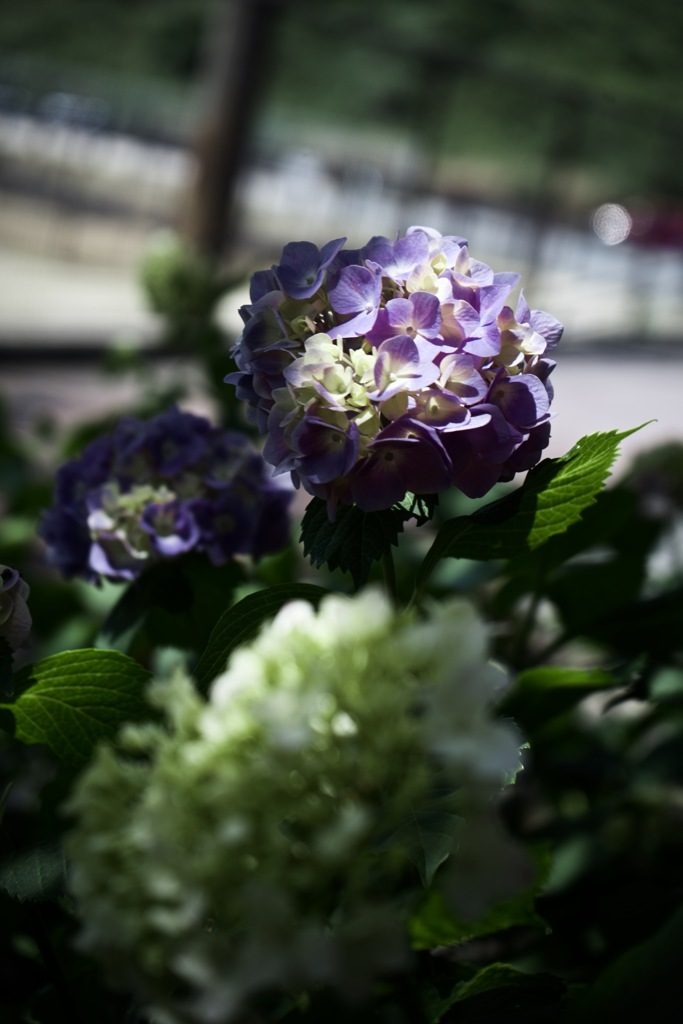 紫陽花